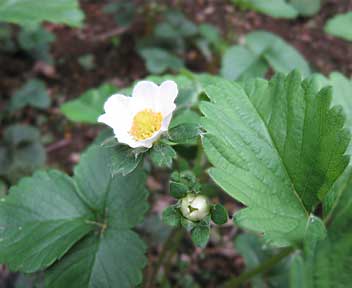 イチゴの花