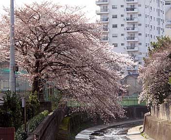 080325_cherry_blossom.jpg