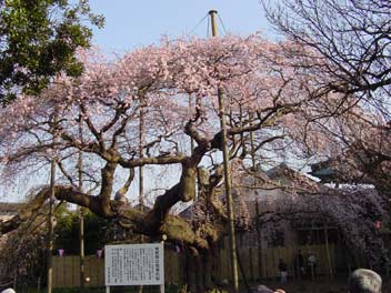 枝垂れ桜